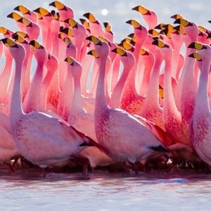 Meet your Posher, Blair